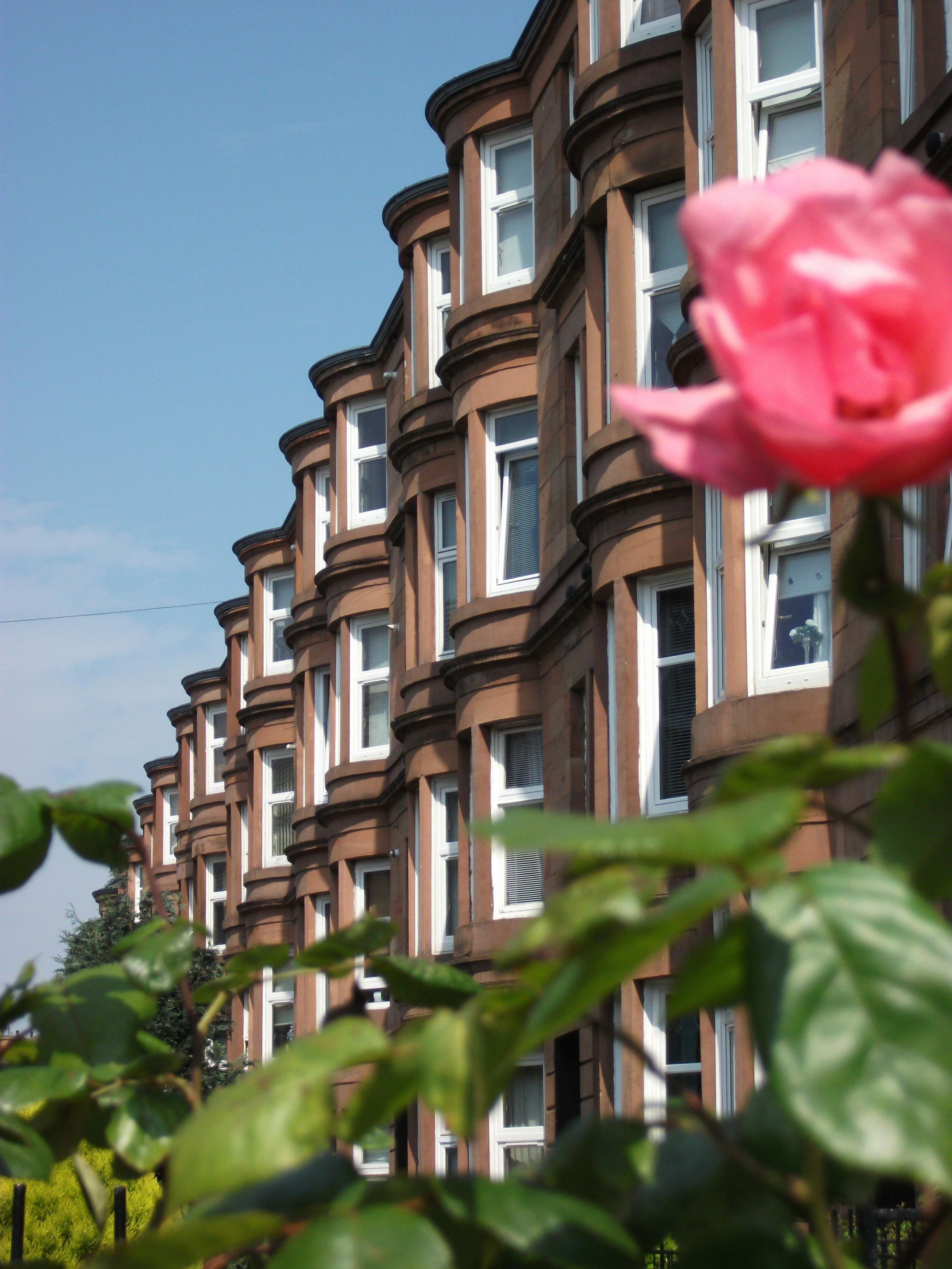 PIC - STOCK - row of white windows with pink flower at front